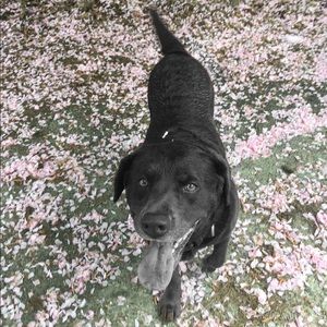 Meet your Posher, Daisy